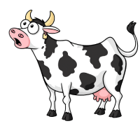 une vache étonnée